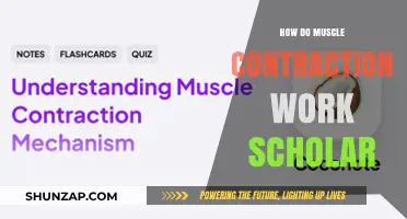 Understanding Muscle Contractions: A Scholar's Guide to Mechanisms and Physiology