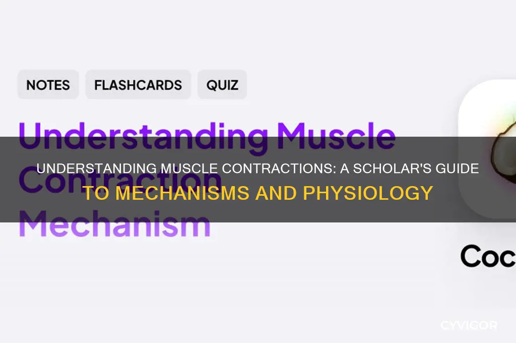 how do muscle contractions work scholar