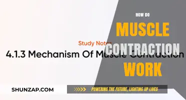 Unraveling Muscle Contractions: The Science Behind Movement and Strength