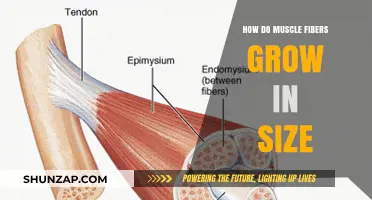Unveiling Muscle Growth: How Fibers Increase in Size and Strength