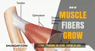 Unraveling Muscle Growth: How Fibers Adapt and Expand Over Time