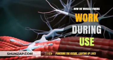 Understanding Muscle Fiber Mechanics: How Muscles Contract and Function