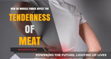 Unraveling the Connection: Muscle Fibers and Meat Tenderness Explained