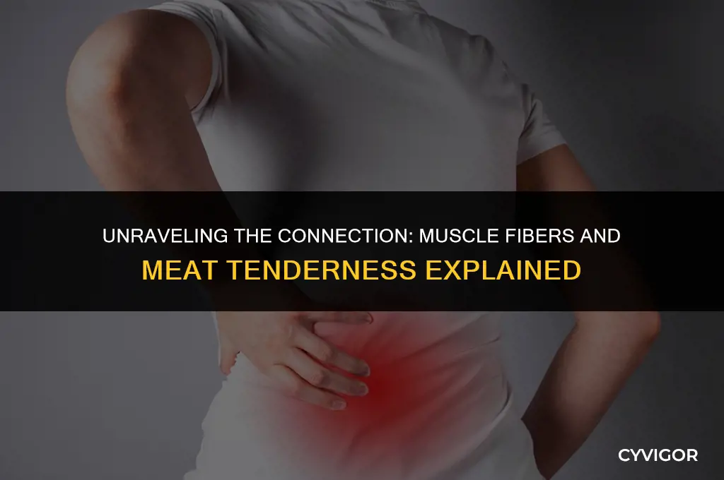 how do muscle fibres affect the tenderness of meat