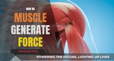 Muscle Mechanics: Unlocking the Force Generation Mystery