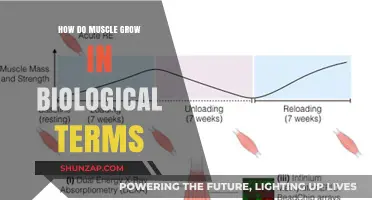 Unraveling Muscle Growth: Biological Mechanisms Behind Strength and Size