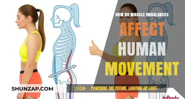 Unraveling the Impact of Muscle Imbalances on Human Movement