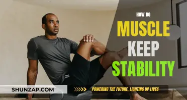 Building Stability: The Role of Muscles