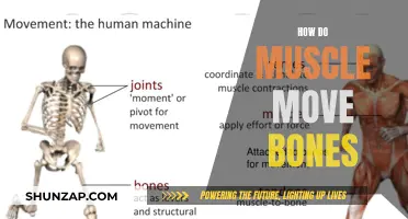 The Mechanics of Movement: Muscles and Bones
