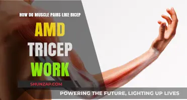 Understanding Muscle Pairs: How Biceps and Triceps Work Together