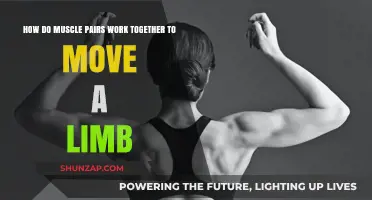 Muscle Pairs: How Agonists and Antagonists Move Limbs Together