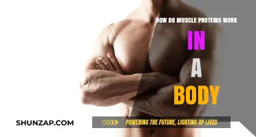 Understanding Muscle Proteins: Their Role and Function in the Body