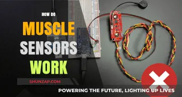 Understanding Muscle Sensors: Technology, Functionality, and Real-World Applications