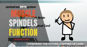 Muscle Spindles: Understanding Their Function and Mechanism