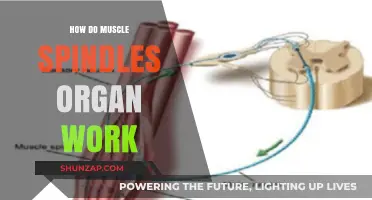 Understanding Muscle Spindles: How These Sensory Organs Regulate Movement