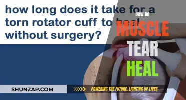 Muscle Tears: Healing Process and Rehabilitation