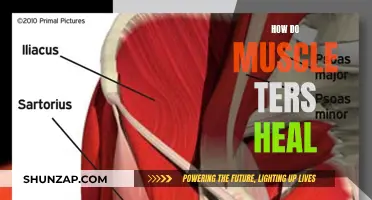 Muscle Tear Recovery: Healing Process and Rehabilitation