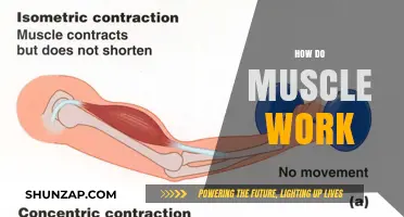 Understanding Muscle Mechanics: How Muscles Contract, Move, and Function