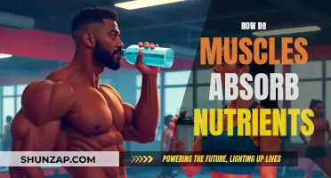 Muscle Nutrition: Absorbing Nutrients for Growth