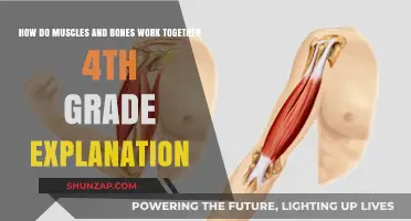 Muscles and Bones: The Dynamic Duo Moving Your Body!