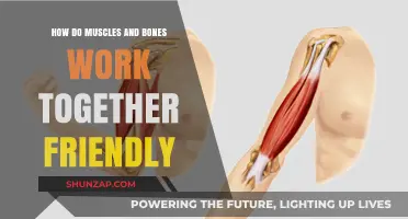 Muscles and Bones: A Friendly Teamwork Guide for Movement