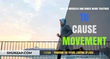 Muscles and Bones: Partners in Movement