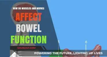 Exploring the Intricate Connection: Muscles, Nerves, and Bowel Function
