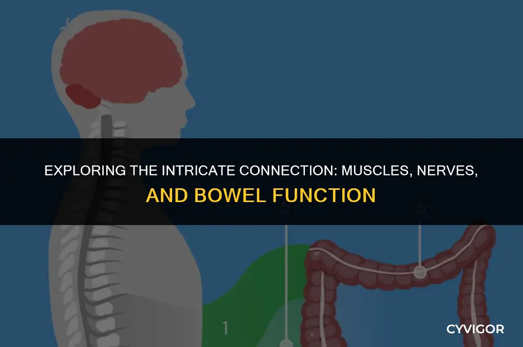 how do muscles and nerves affect bowel function