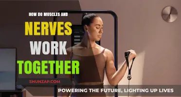 Muscles and Nerves: Uniting for Movement, Strength, and Coordination