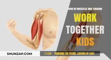 Muscles and Tendons: Teamwork for Movement Explained for Kids