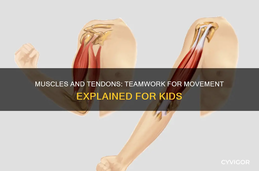 how do muscles and tendons work together kids