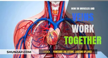 Muscles and Veins: A Dynamic Duo for Circulation and Movement