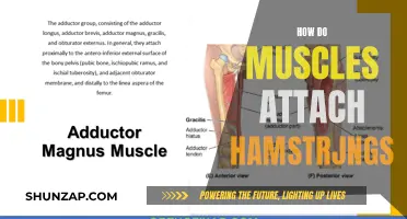 Understanding Muscle Attachment: Hamstring Edition