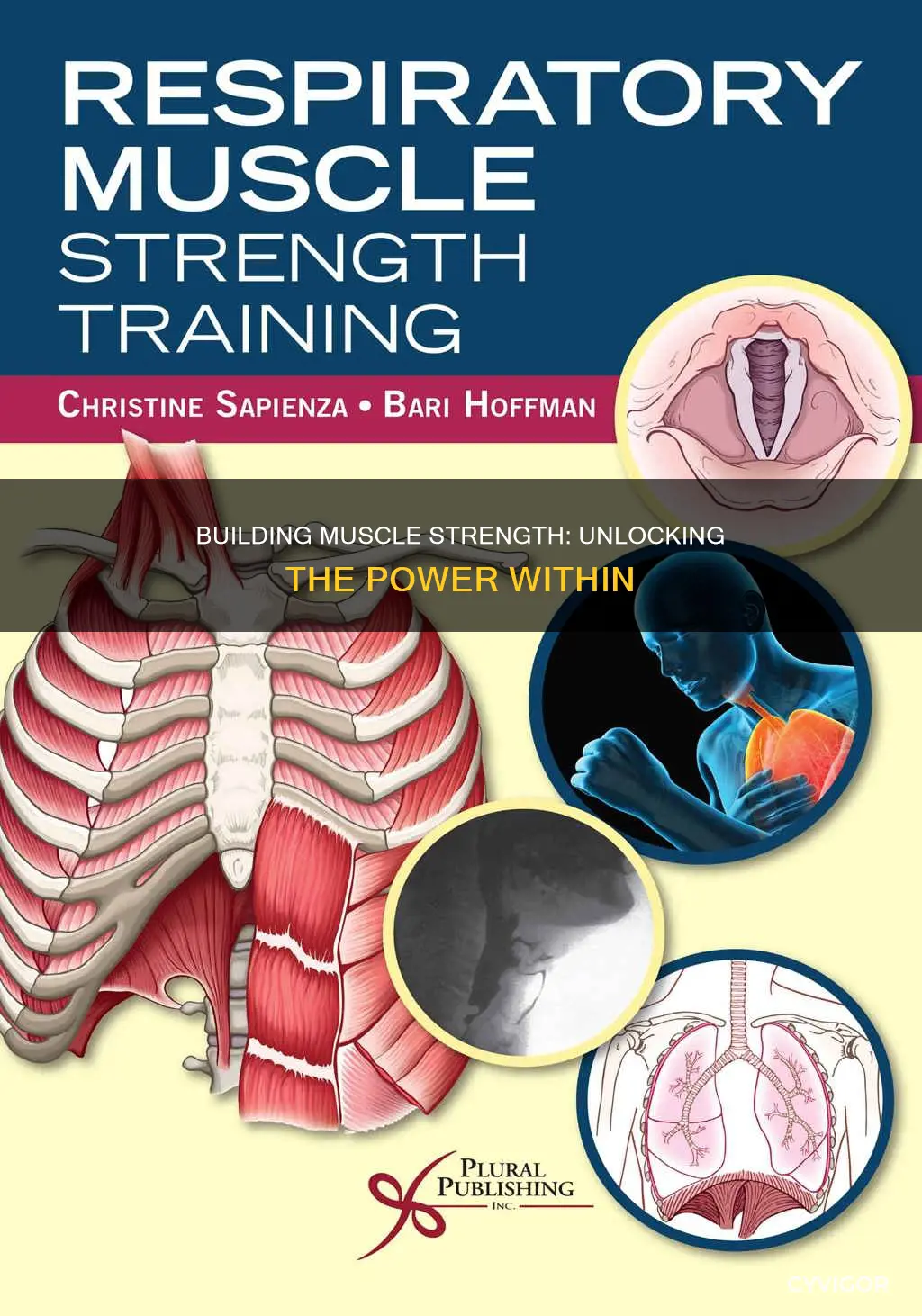 how do muscles become stronger