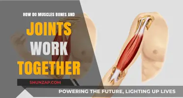 Muscles, Bones, and Joints: The Dynamic Trio of Human Movement