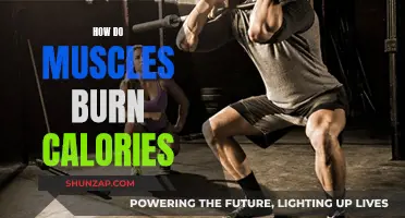 Muscle Power: Burning Calories and Energy Sources