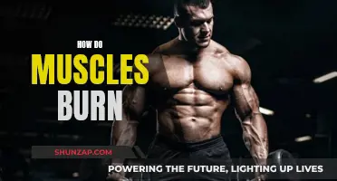 Muscle Burning: Energy, Exercise, and Metabolism