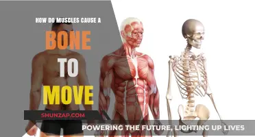 Muscles' Power: Moving Bones and Us