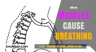 Muscles' Role in Breathing: Understanding the Mechanism