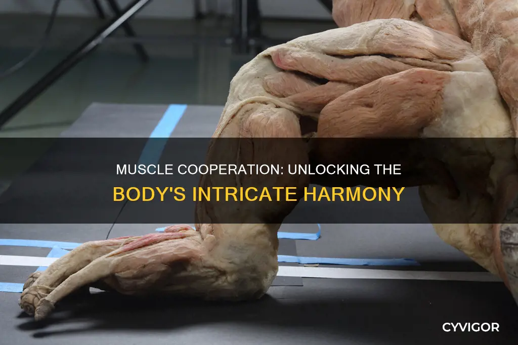how do muscles cooperate