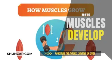Building Muscles: Understanding the Science of Muscle Development