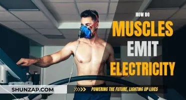 Muscles' Electric Spark: Understanding the Intriguing Biology