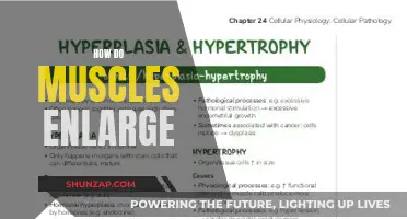 Muscle Growth: Understanding the Science of Hypertrophy