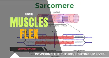 Understanding Muscle Flexing: The Science Behind Movement