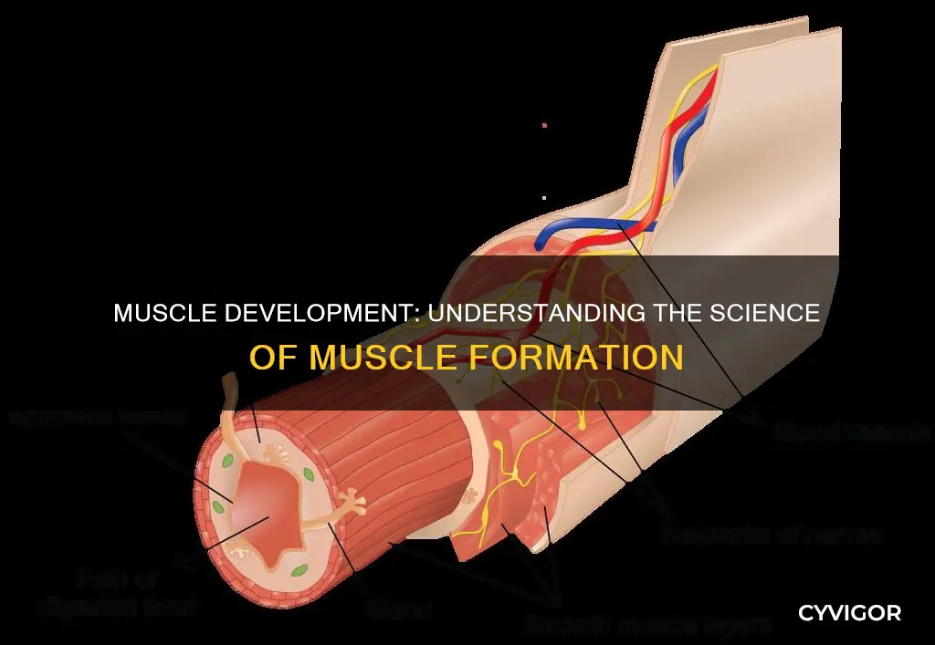 how do muscles form
