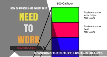 How Muscles Fuel Their Power: Unlocking Energy for Optimal Performance