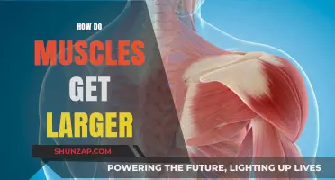 Unleashing Growth: The Science Behind Building Bigger Muscles