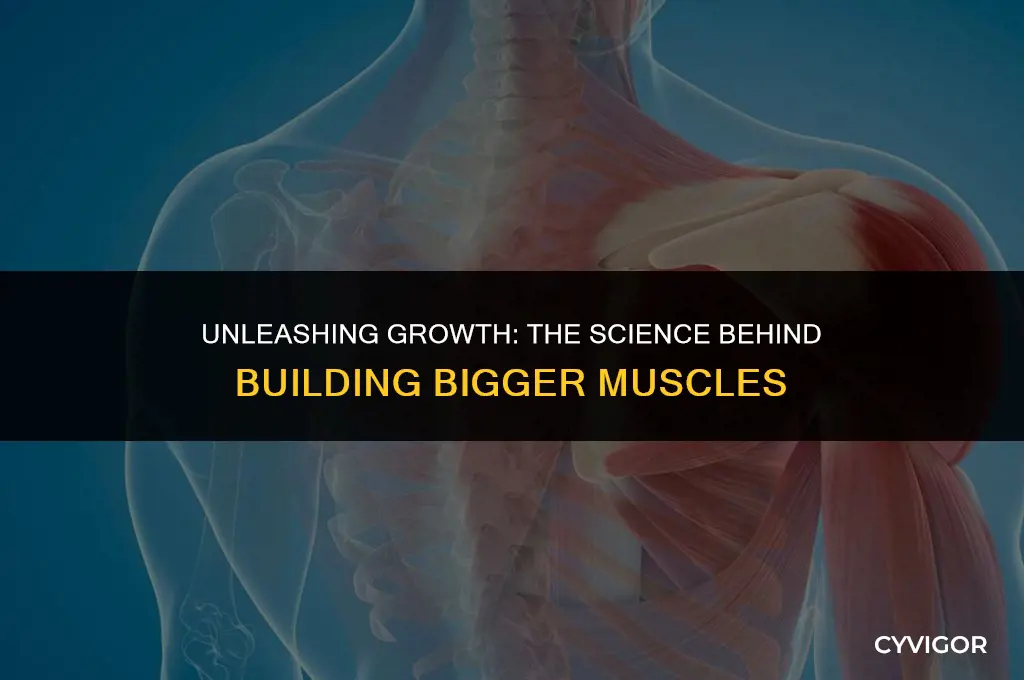 how do muscles get larger