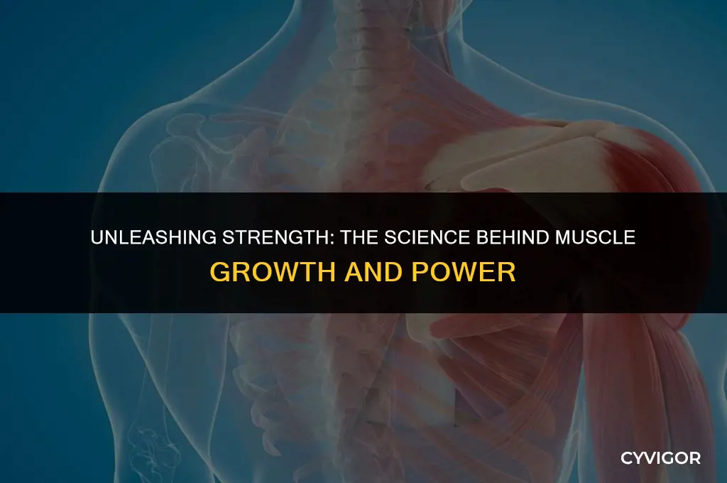 how do muscles get stronger