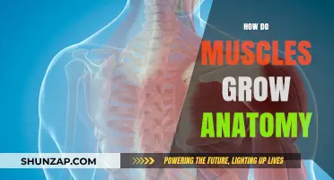 Muscle Growth Explained: Anatomy of Strength and Hypertrophy